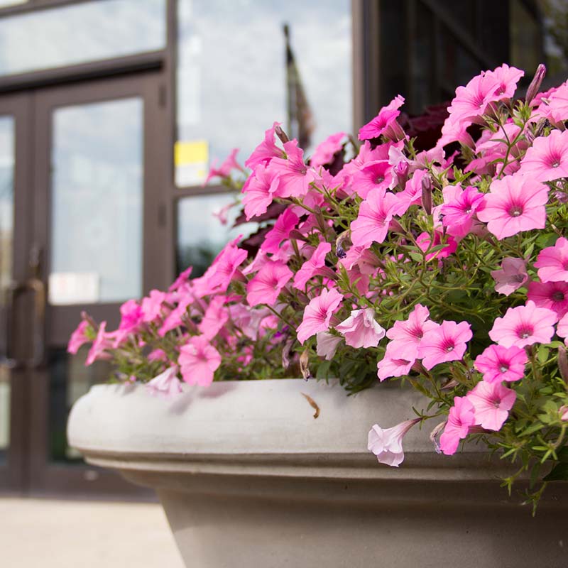 Pink Petunias